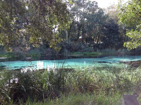 weeki wachee