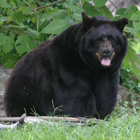 Black Bear resting