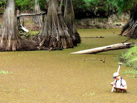 staff in Withlacoochee River doing a field survey