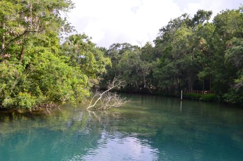 homosassa spring