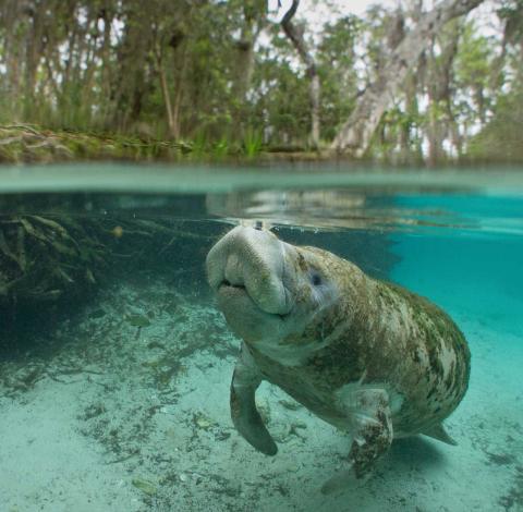 Manatee swimming in the Crystal River