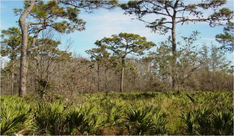 A forest at Conner Preserve. In the foreground, there are green, saw-like fronds of saw palmetto plants. The midground and background are filled with pine trees and various other trees with bare branches, some appearing dead, under a partly cloudy blue sky.