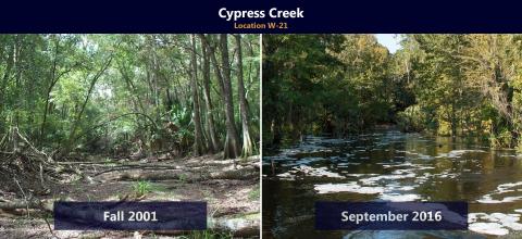 Before and after restoration efforts at location W-21 in Cypress Creek.