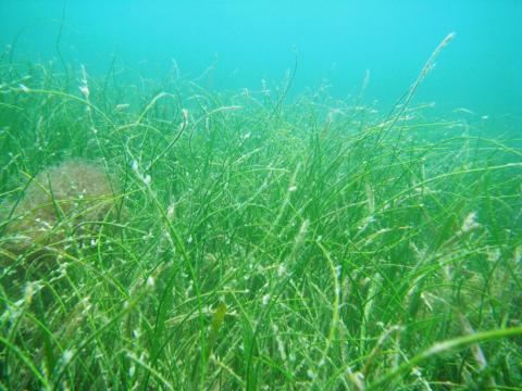 Underwater Seagrass in Sarasota Bay