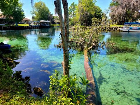 A fallen tree at Three Sisters Springs. 