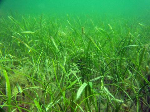 Mapping Seagrass in sarasota bay