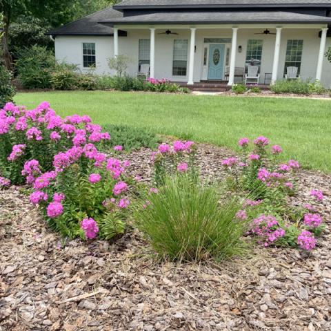 Landscaping in front of home