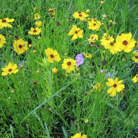 Yellow flowers