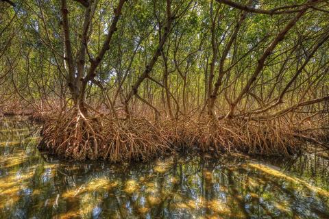 Deep inside a red mangrove forest in Florida