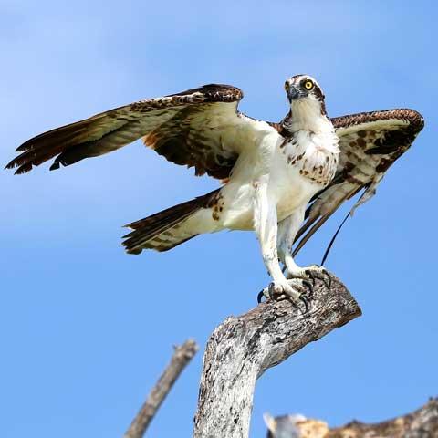 Osprey with wings outstretched in dead tree