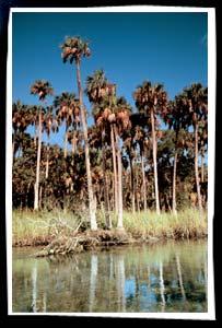 Palm trees beside river