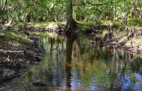 Headwaters of the Pithlachascootee River