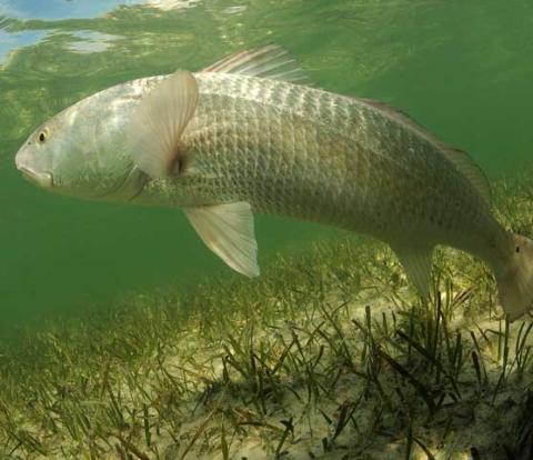 A red drum swimming in grass flats