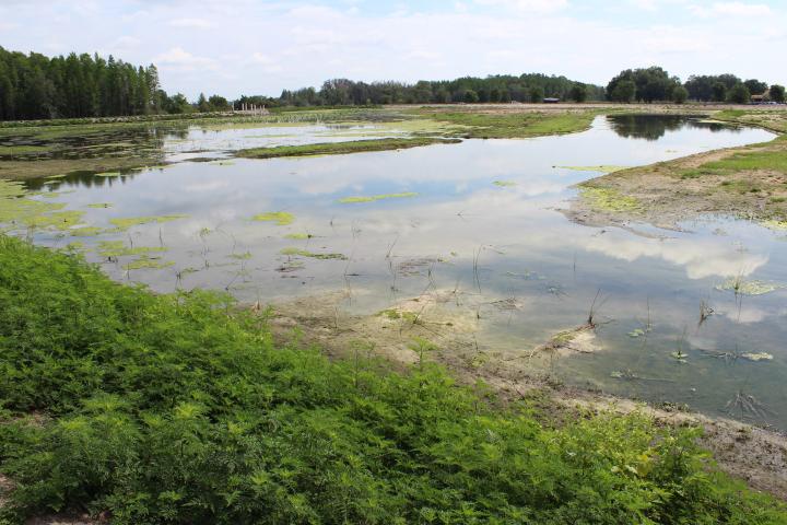 man-made wetland