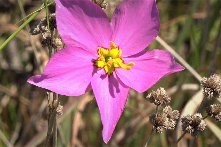 Flower in shrubs