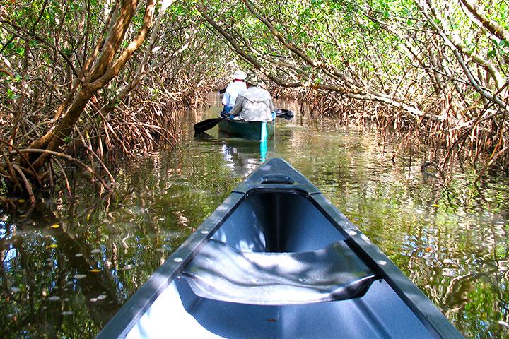 Brooker Creek Preserve