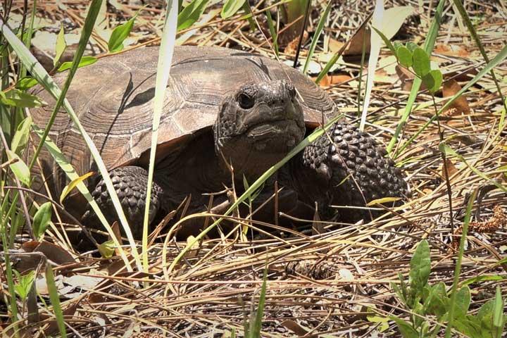 gopher tortise in grass