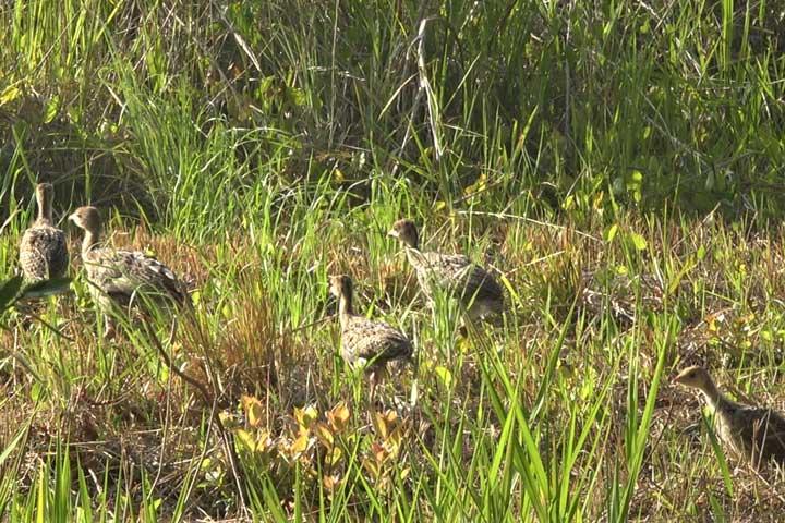 birds in grass