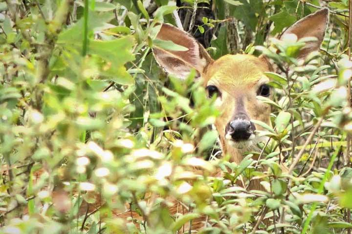 a doe deer in the brush