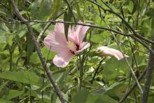 flower in bush