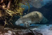 Manatee underwater