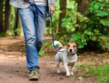 Man walking beagle on trail