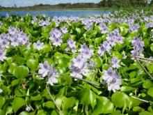 water hyacinth closeup