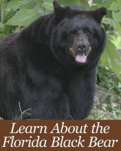 Learn about the black bear