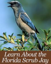 Learn about the scrub jay