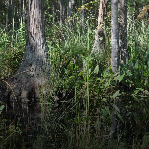 Cypress in wetland setting