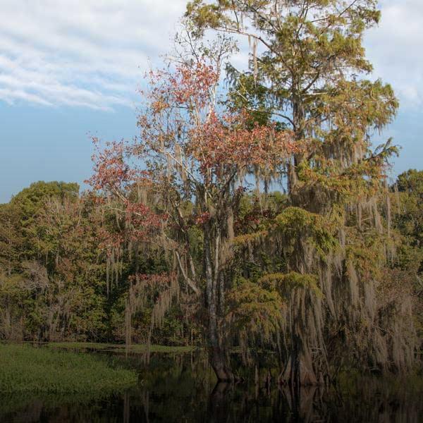 trees by the Withlacoochee river
