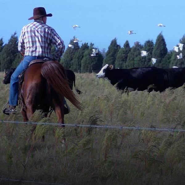 cowboy on horseback with steers