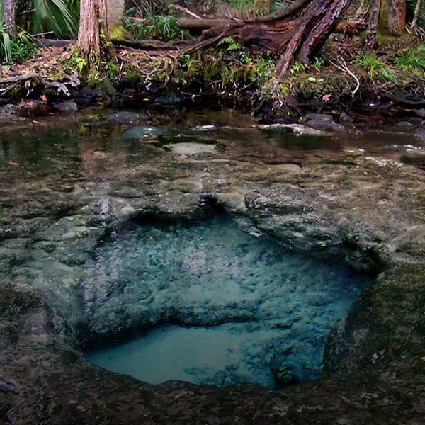 springs in west central florida swfwmd