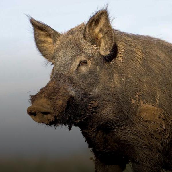 Feral hog hunts