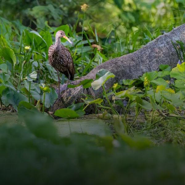 A limpkin sits on the bank beside a log and wetlands