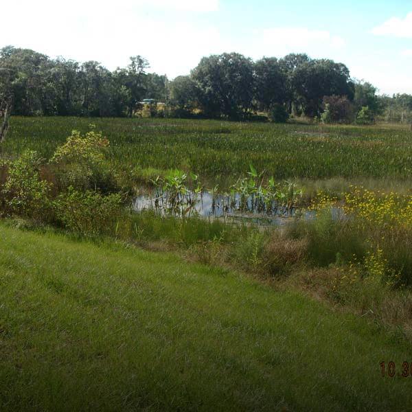 Grassy bank and wetlands by shore