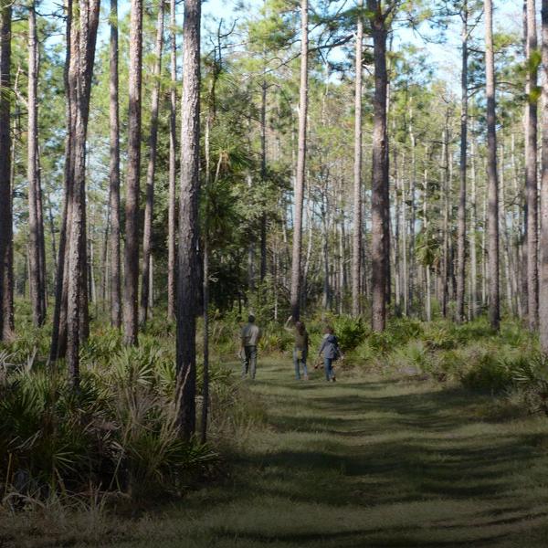 Hiking path through pine forest