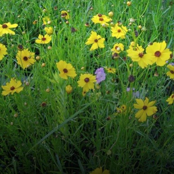 Yellow flowers