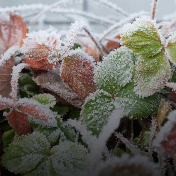 Ice crystals on strawberries