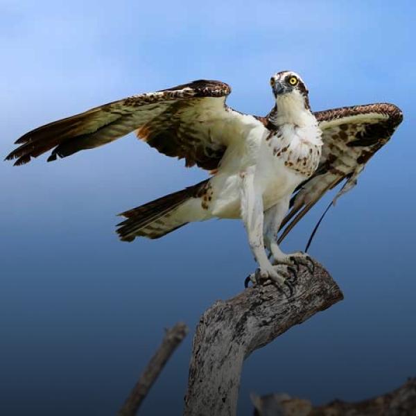Osprey with wings outstretched in dead tree