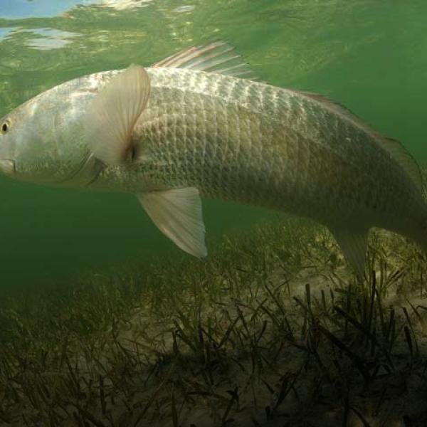 A red drum swimming in grass flats