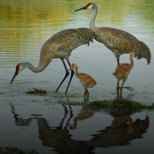 A family of Sandhill Cranes in lake