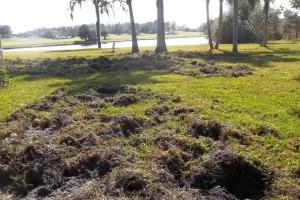 Feral hog damage