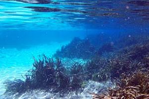 Weeki Wachee Springs