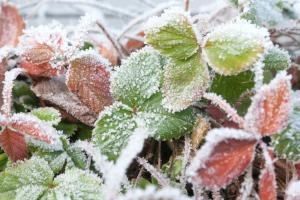 frozen strawberries 