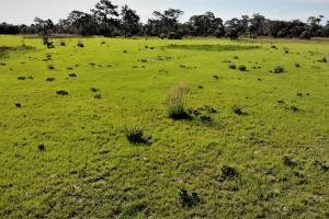 Grassy open pasture land with line of trees in background
