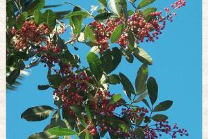 Brazilian Peppertree Credit: UF/IFAS