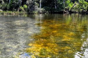 Clear springs with creek entering natural pool