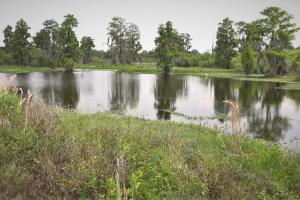 Wetlands at Circle B Bar Reserve