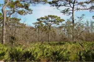 A photo of Conner Preserve shows a forest scene. In the foreground, there are green, saw-like fronds of saw palmetto plants. The midground and background are filled with pine trees and various other trees with bare branches, some appearing dead, under a partly cloudy blue sky.